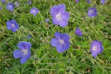 Geranium pratense 'Eureka Blue®'