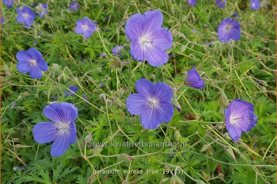 Geranium pratense 'Eureka Blue®'