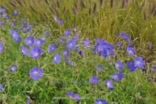 Geranium pratense 'Eureka Blue®'