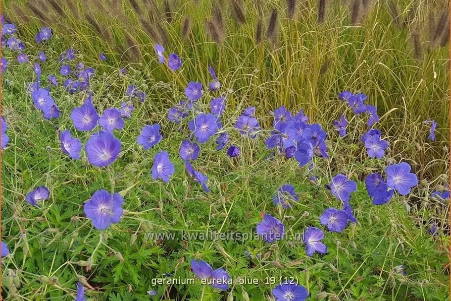 Geranium pratense 'Eureka Blue®'