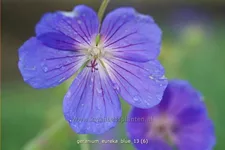Geranium pratense 'Eureka Blue®'