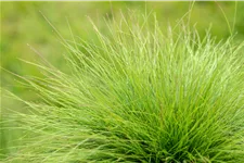 Festuca amethystina