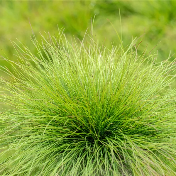 Festuca amethystina