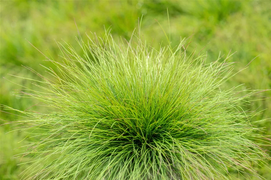 Festuca amethystina