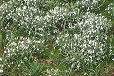 Galanthus nivalis