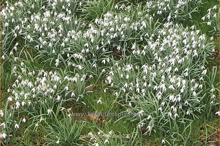 Galanthus nivalis