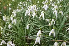 Galanthus nivalis