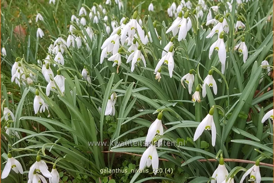 Galanthus nivalis