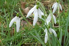 Galanthus nivalis