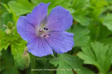 Geranium himalayense 'Baby Blue'