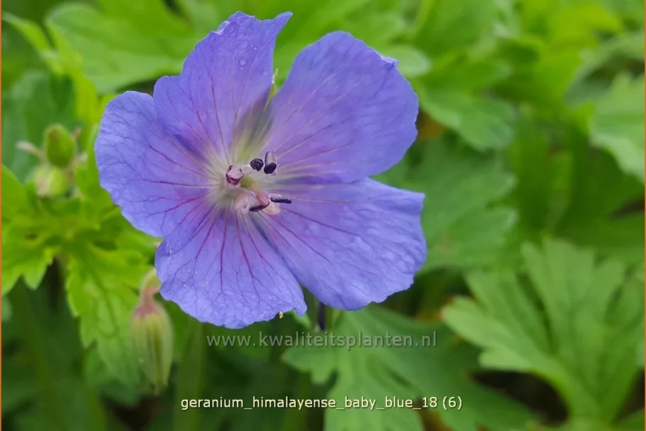 Geranium himalayense 'Baby Blue'