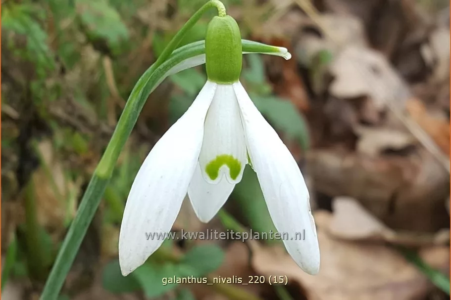 Galanthus nivalis