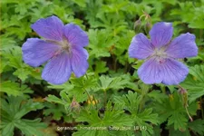 Geranium himalayense 'Baby Blue'