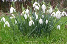 Galanthus nivalis