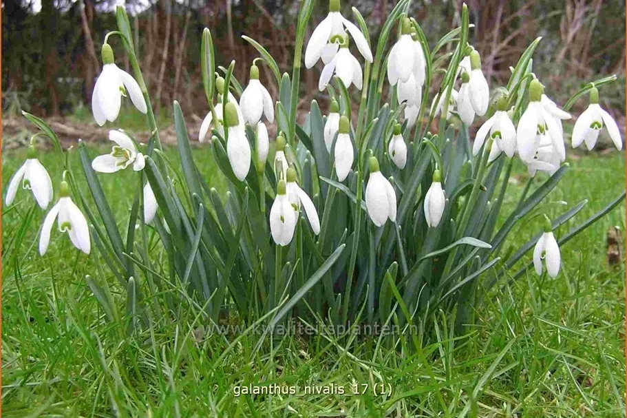 Galanthus nivalis