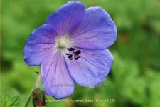 Geranium himalayense 'Baby Blue'