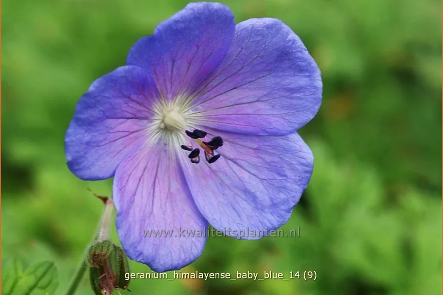 Geranium himalayense 'Baby Blue'