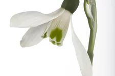 Galanthus nivalis