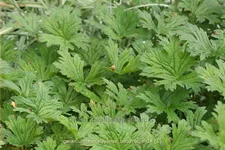Geranium himalayense 'Baby Blue'