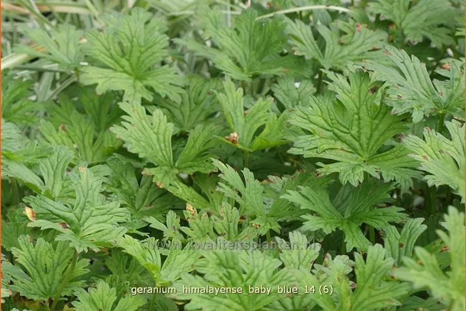 Geranium himalayense 'Baby Blue'
