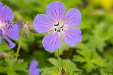 Geranium himalayense 'Baby Blue'