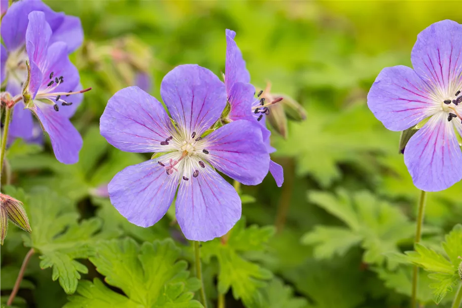 Geranium himalayense 'Baby Blue'
