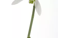 Galanthus nivalis