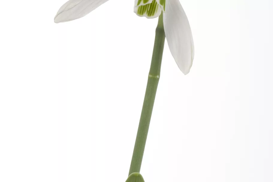 Galanthus nivalis