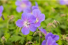 Geranium himalayense 'Baby Blue'