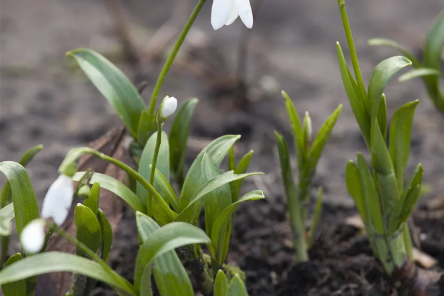 Galanthus nivalis