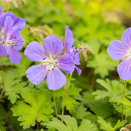 Geranium himalayense 'Baby Blue'