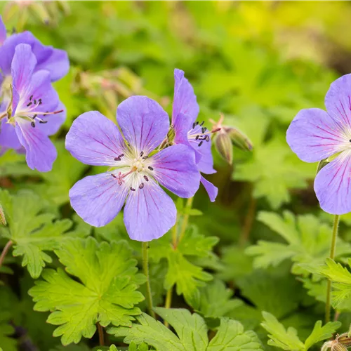 Geranium himalayense 'Baby Blue'