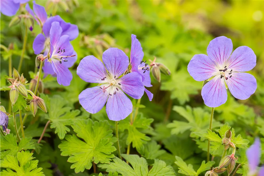 Geranium himalayense 'Baby Blue'