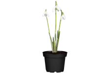 Galanthus nivalis
