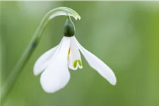 Galanthus nivalis