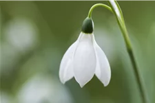 Galanthus nivalis