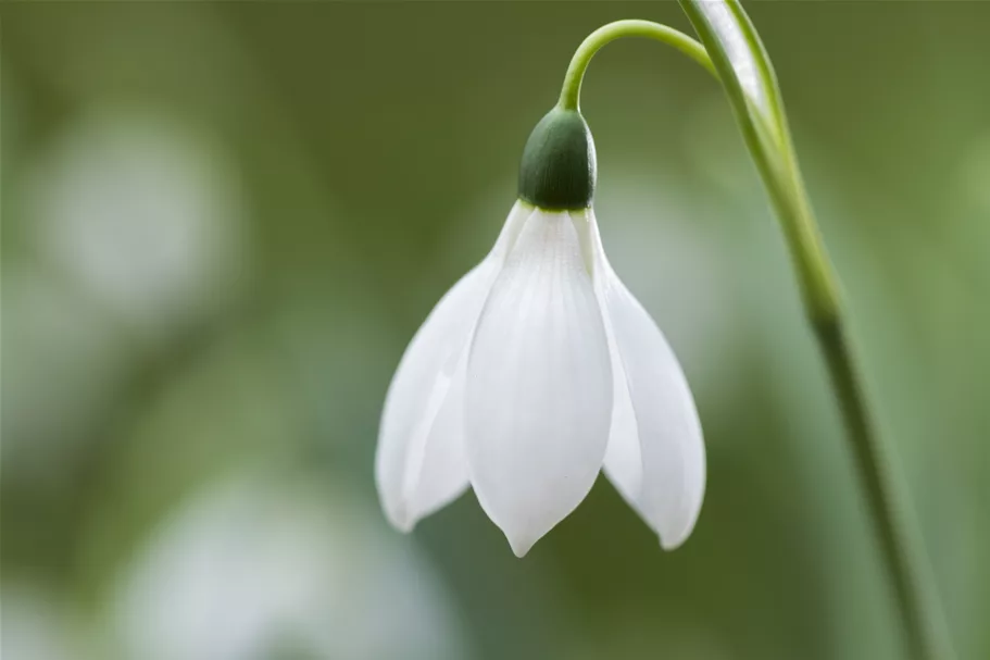 Galanthus nivalis