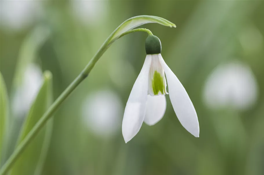 Galanthus nivalis