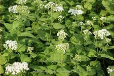 Eupatorium rugosum 'Braunlaub'