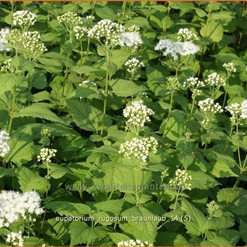 Eupatorium rugosum 'Braunlaub'