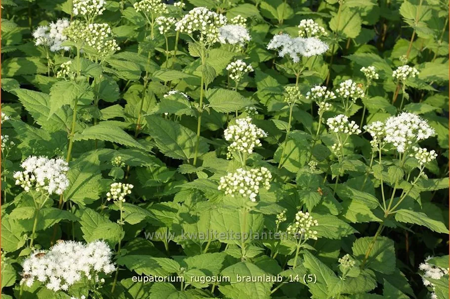Eupatorium rugosum 'Braunlaub'