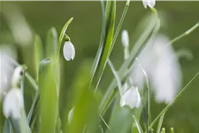 Galanthus nivalis