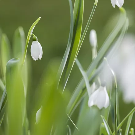 Galanthus nivalis