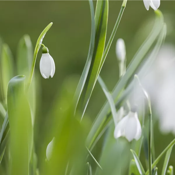 Galanthus nivalis