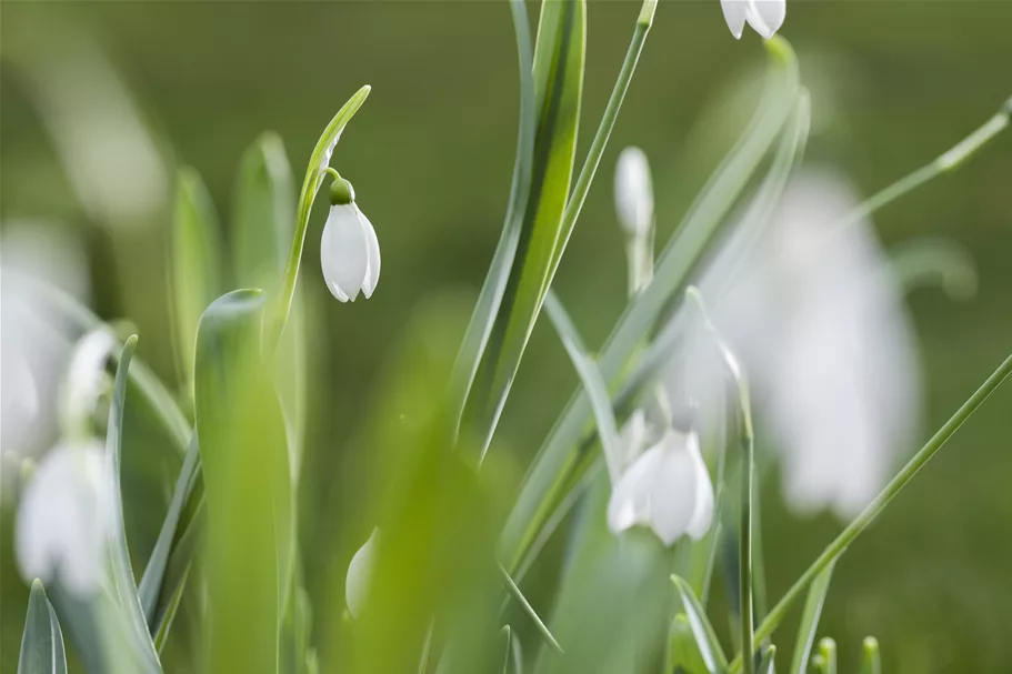 Galanthus nivalis