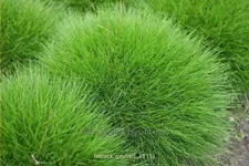 Festuca gautieri