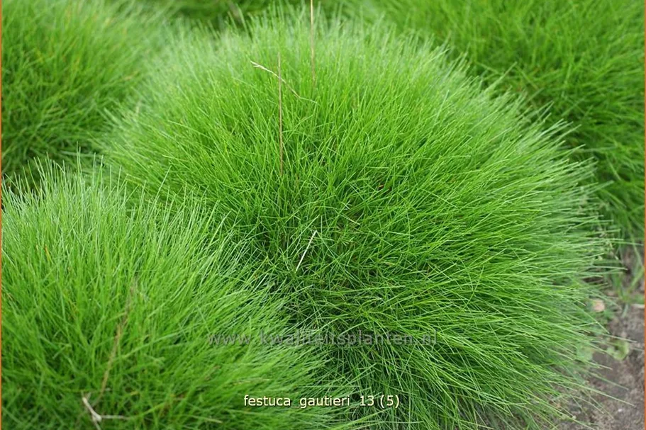 Festuca gautieri