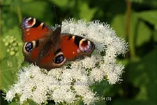 Eupatorium rugosum 'Braunlaub'