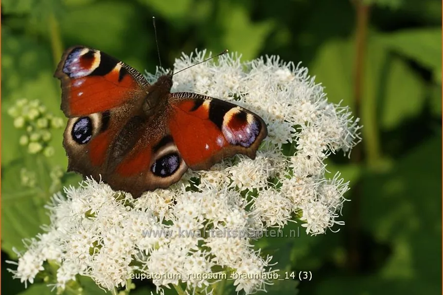 Eupatorium rugosum 'Braunlaub'