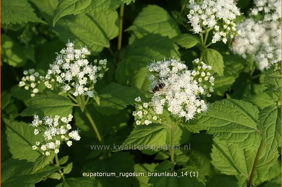 Eupatorium rugosum 'Braunlaub'